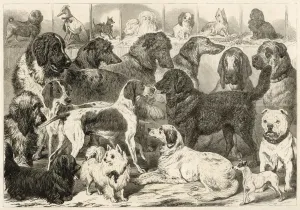 Prize Prints: Birmingham Dog Show