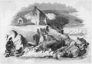Cattle Prints: Border Cattle Raid