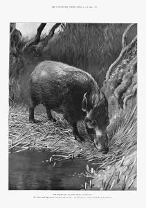 Boar Prints: The bosch-vark or South African river hog, 1900