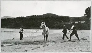 Ponies Prints: Breaking in ponies for the Scott Polar Expedition