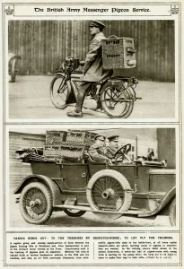 Cyclist Prints: British Army messager pigeon service