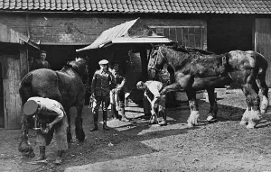 Shoe Prints: British troops shoeing horses at village near the front, WW1