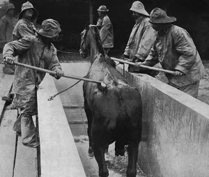 Caring Prints: British veterinary hospital in France, 1916