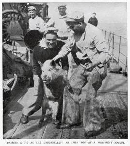 Unusual Prints: One of the British war-ships in the Dardanelles had an unusual pet, an Irish hog