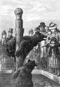 Climbing Prints: Brown Bears at London Zoo, 1873