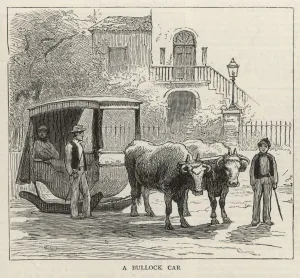 Madeira Prints: A Bullock Car