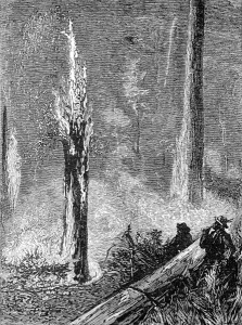 Forest Prints: Burning a clearing in the woods, California, 1884