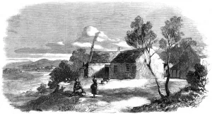 Cattle Prints: Burns Farm Ellisland