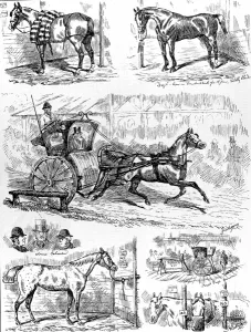 1875 Prints: Cab and Cab Horse Show, Alexandra Palace, 1875