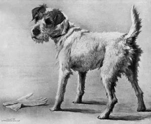 Maud Prints: Caesar, King Edward VIIs favourite fox terrier by Maud Earl