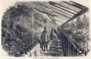 Horticultural Prints: Camellias at Milnes Nursery, Vauxhall, London