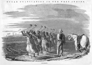 Indies Prints: Cane holeing, Jamaica 1849