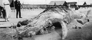 America Prints: Cape May sea creature, 1924