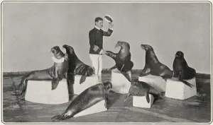 Lion Prints: Captain Woodward & his seals at the London Hippodrome