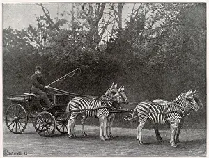 Drive Prints: Carriage drawn by three zebra and a horse