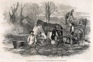 Washin G Prints: Carrot Production