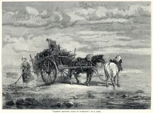 Carts Prints: Carting seaweed in Normandy 1872