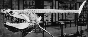 Cast Prints: Cast of a basking shark(Selache Maxima)
