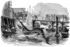 Caught Prints: Catching a Whale off Deptford Pier, London, 1842
