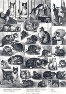 Cats Prints: Our Cats: a domestic history by Louis Wain