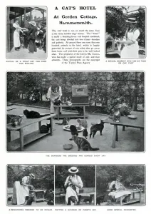 Hospital Prints: A Cats Hotel in Hammersmith