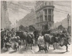 Cattle Prints: Cattle in London, 1877