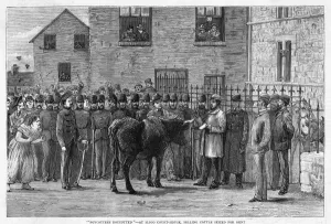 Cattle Prints: Cattle Seized