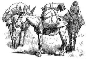 Cavalry Prints: US Cavalry Pack Mules; Arizona, 1887