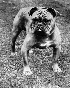 Champion Prints: The Champion Bulldog, Baron Sedgemere, 1897