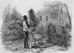Customs Prints: Christmas / Tree Dug Up