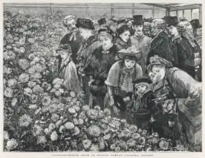 Families Prints: Chrysanthemum show
