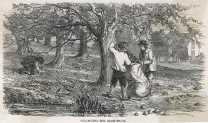 Fruit Prints: Cider Apple Picking