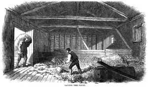Fruit Prints: Cider Making, 1850