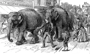 Visiting Prints: Circus Elephants arriving in an English country town, c. 1886