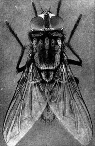 Viewed Prints: Close-up of a Female House-fly, 1911