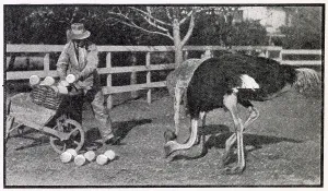 Industry Prints: Collecting eggs, at a ostrich farm, in NIce France. Date: 1910