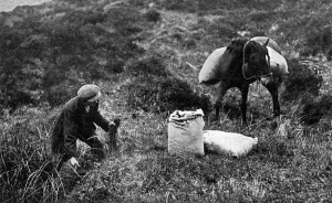Ponies Prints: Collecting sphagnum moss for dressings, Dartmoor, WW1