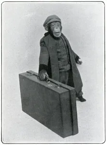 Animal Prints: Consul the Chimp at the London Hippodrome