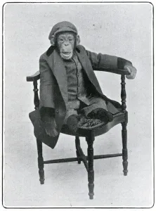 Chimp Prints: Consul the Chimp at the London Hippodrome