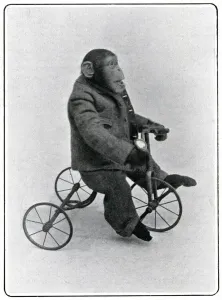 Animal Prints: Consul the Chimp at the London Hippodrome