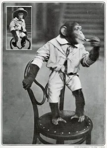 1902 Prints: Consul the monkey