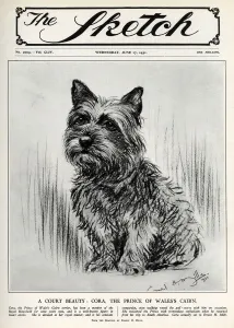 Wales Prints: Cora the Cairn Terrier belonging to the Prince of Wales