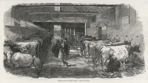 Cattle Prints: COWSHED, 1853