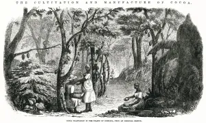 1850s Prints: Cultivation and manufacture of cocoa 1855