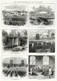 19th Prints: The cultivation of tea in Assam, India