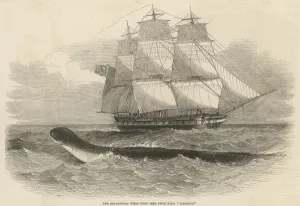 Cape Prints: Daedalus Sea Serpent