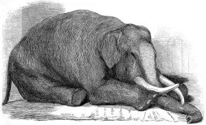 Regent Prints: Dead Elephant at London Zoo, 1847