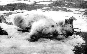 Group Prints: Dead Polar Bear, Franz Josef Land, 1896