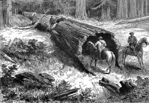 Horse Back Prints: Dead Sequoia Tree in California, 1877