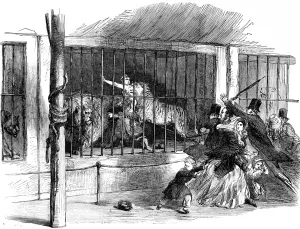 Course Prints: The Death of Ellen Bright at Wombwells Menagerie, 1850